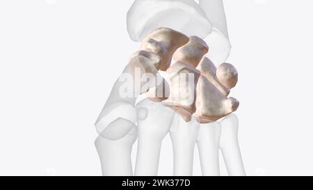 Carpal bones of right hand and wrist 3d illustration Stock Photo