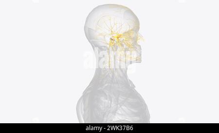 The cranial nerves are 12 pairs of nerves that can be seen on the ventral (bottom) surface of the brain 3d illustration Stock Photo