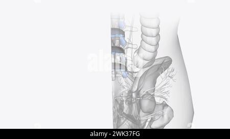Connective tissue of vertebral column 3d illustration Stock Photo