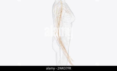 Nerves of right upper limb 3d illustration Stock Photo