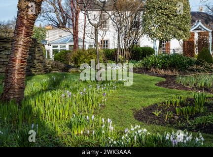 Shepherd House garden, Inveresk, East Lothian, Scotland, UK 18th February 2024. Scotland's Garden Scheme Snowdrop Weekend: the garden is open to the public with entrance donations going to charity.  Pictured: Credit: Sally Anderson/Alamy Live News Stock Photo