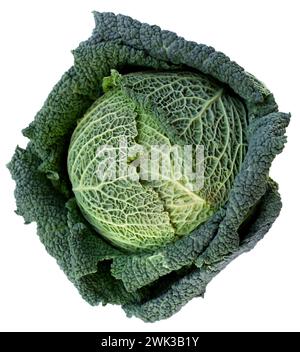 fresh savoy cabbage isolated on white background Stock Photo