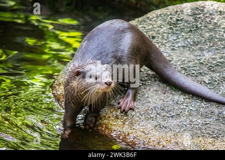 an Oriental Small-clawed Otter (Aonyx cinereus) stands on the rock.  It is an otter species native to South and Southeast Asia. Stock Photo