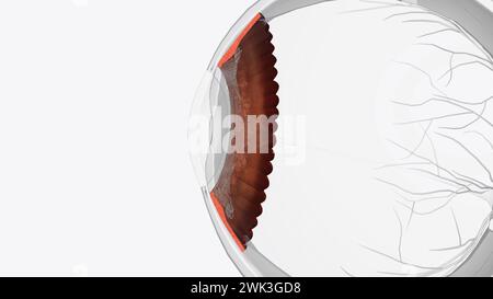 The cornea is the clear outer layer at the front of the eye 3d illustration Stock Photo