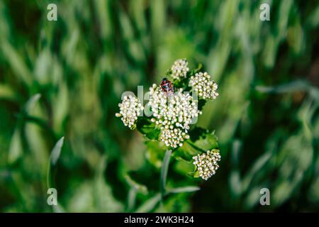 Closeup firebug -  Pyrrhocoris apterus – on a buds of white flower on the beautiful spring meadow Stock Photo