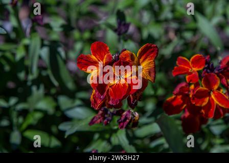 Blooming Erysimum cheiri,  Cheiranthus cheiri, the wallflower with bright red, orange and yellow petals growing in the garden Stock Photo