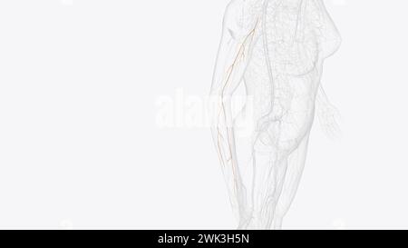 musculocutaneous nerve and terminal branches 3d illustration Stock Photo