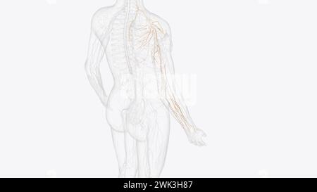 Collateral nerves of right upper limb 3d illustration Stock Photo - Alamy