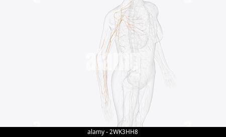 Collateral nerves of right upper limb 3d illustration Stock Photo - Alamy