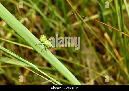 A green grasshopper sits on the grass, he is ready to jump. Side view of a grasshopper. Stock Photo