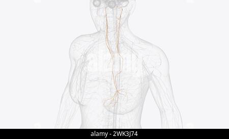 The vagus nerve (cranial nerve CN X) is the longest cranial nerve in ...