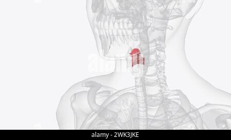 The epiglottis is a flap of tissue that sits beneath the tongue at the ...