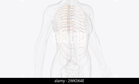 The thoracic spine has 12 nerve roots (T1 to T12) on each side of the ...