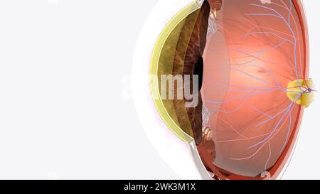 The cornea is the clear outer layer at the front of the eye 3d illustration Stock Photo