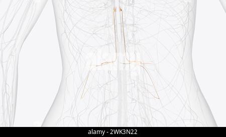 L2, L3 and L4 spinal nerves provide sensation to the front part of your ...