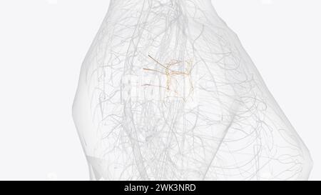 The pulmonary plexus is an autonomic plexus formed from pulmonary ...