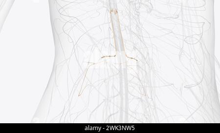 L2, L3 and L4 spinal nerves provide sensation to the front part of your ...