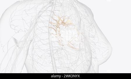 The deep cardiac plexus is an anatomical division of the cardiac plexus ...