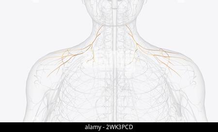 The supraclavicular nerve is a superficial sensory nerve that crosses ...