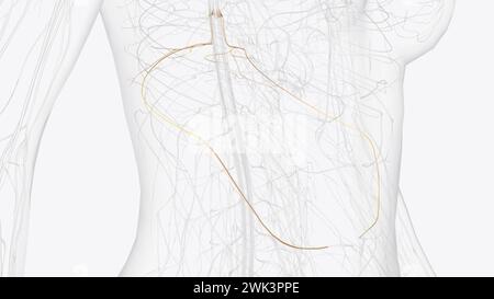 The thoracic spinal nerve 10 (T10) is a spinal nerve of the thoracic ...