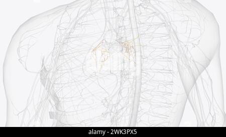 The pulmonary plexus is an autonomic plexus formed from pulmonary ...