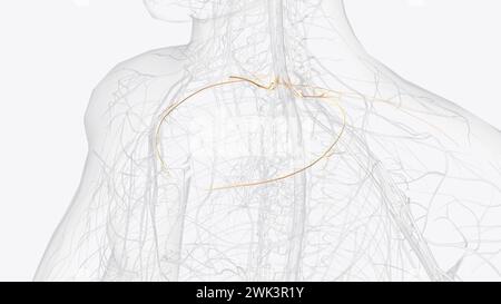 The intercostal nerves are the anterior divisions of the thoracic ...