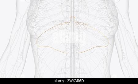 T6, T7, T8 provide the nerve network for some of the chest and abdomen ...