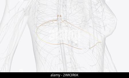 T6, T7, T8 Provide The Nerve Network For Some Of The Chest And Abdomen 