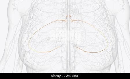 The spinal nerves spring from the medulla spinalis, and are transmitted ...