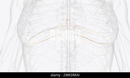 T6, T7, T8 provide the nerve network for some of the chest and abdomen ...