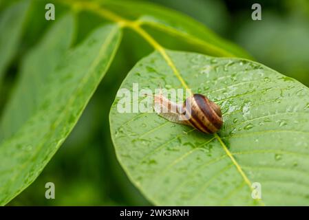 Lovely snail in grass with morning dew, macro, soft focus. Stock Photo