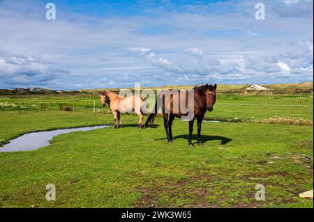 Insel Amrum Nordfriesland - Pferde auf einer Koppel am Deich in Norddorf auf der Insel Amrum *** Island of Amrum North Frisia Horses in a paddock on the dyke in Norddorf on the island of Amrum Stock Photo