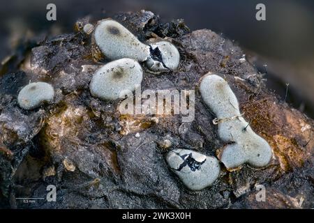 Diderma Sporocarps of the slime mold Diderma effusum growing on a decaying leaf ...
