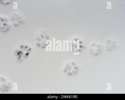 Many cat footprints in snow Stock Photo