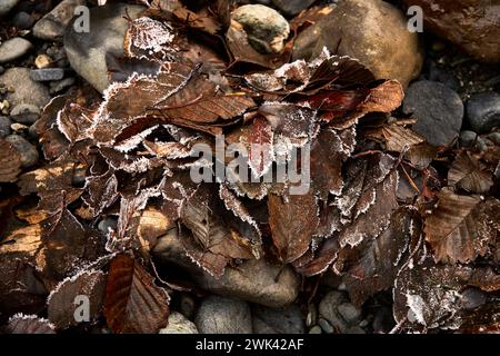 Colorful orange and brown dried autumn leaves with frost tips amongst the rocks on the ground. Stock Photo