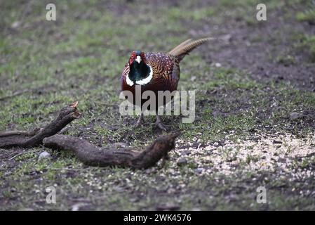 Copper Coloured Common Pheasant (Phasianus colchicus) Standing in Middle of Image, Facing Camera, taken in a Forest Clearing in the UK in Winter Stock Photo