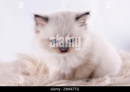 little ragdoll kitten with blue eyes in purple collar sitting on a white background. Photo for card and calendar Stock Photo