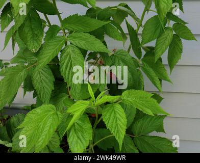 Close up of raspberries ripening on branches of raspberry canes in the summer in Trevor, Wisconsin, USA Stock Photo