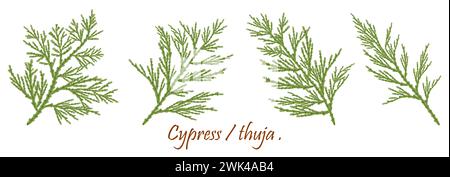 Christmas decor. Natural branches of cypress with  cones. Medicinal plants. Alternative medicine. Isolated without a shadow. Stock Photo