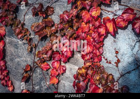 Ivy red wall texture background concept photo. Old brick wall and autumn creeper, bricks fence, retro exterior. District of European town. High qualit Stock Photo