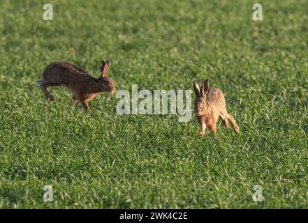 Mad March Hares. Two Brown Hares ( Lepus europaeus) exhibiting chasing and courtship behaviour in the arable fields of Suffolk.  UK. Stock Photo