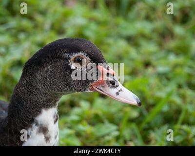 Close up of the face of a female Muscovy Duck (Cairina moschata). Stock Photo