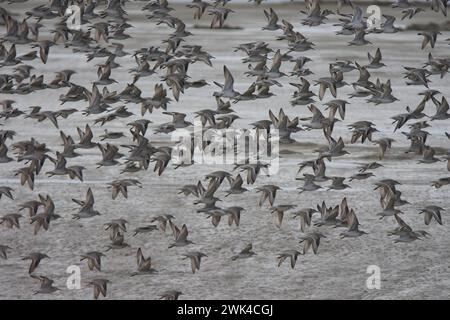 Red Knots (Calidris canutus) in flight over Two-Tree Island, Leigh-on-Sea, Essex Stock Photo