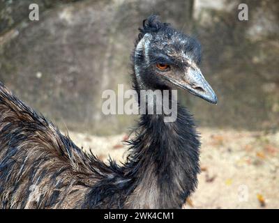 Close up of an emu (Dromaius novaehollandiae). Australian bird. Stock Photo
