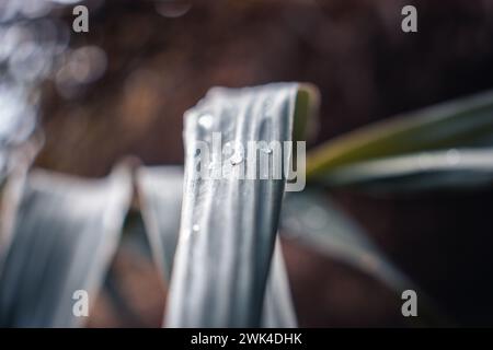 Close up water drop dew on reed photo. Big droplet on swamp dew outdoor. Amazing artistic image of purity of nature. Idyllic scene. High quality pictu Stock Photo