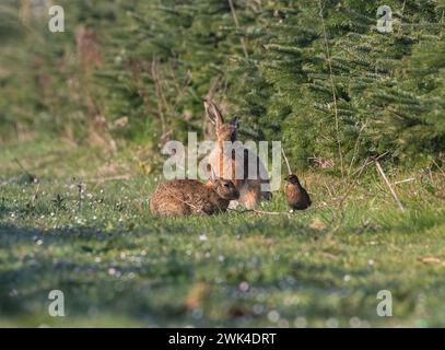 Can you tell the difference between a Hare and a Rabbit ? Here is a ...