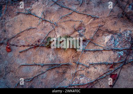 Ivy plant wall texture background concept photo. Old brick wall and autumn creeper, bricks fence, retro exterior. District of European town. High qual Stock Photo