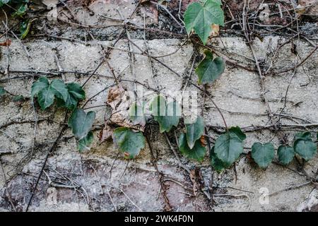 Ivy plant on textured gray wall concept photo. Old brick wall and autumn creeper, bricks fence, retro exterior. District of European town. High qualit Stock Photo