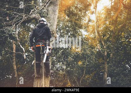 Arborist cutting down tree with petrol chainsaw Stock Photo - Alamy