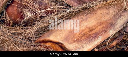 Palm tree trunk detailed photo for background. Palm tree trunk texture. Cracked bark of old tropical palm trees. Upper trunk detail of palm tree backg Stock Photo
